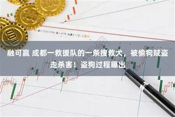 融可赢 成都一救援队的一条搜救犬，被偷狗贼盗走杀害！盗狗过程曝出